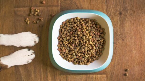 Thailand’s Pet Food Market Surges in the Global Arena: Growth Outlook and Opportunities