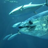 Thailand, a global tuna exporter, is driving a sustainable transformation in the global pet food industry