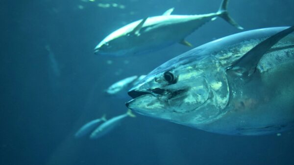 Thailand, a global tuna exporter, is driving a sustainable transformation in the global pet food industry