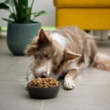 プレミアムペットフードに使用されるプラズマ（血漿）｜動物性タンパク質