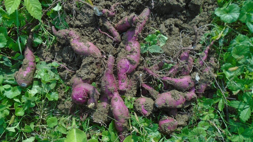 サツマイモがもたらす恩恵