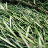 ドッグフード製造におすすめの原材料！ローズマリーの長所