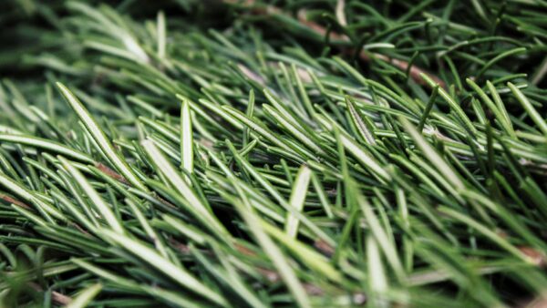 ドッグフード製造におすすめの原材料！ローズマリーの長所