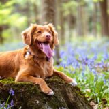 犬に健康をもたらす！必須脂肪酸オメガ3（DHA・EPA）とオメガ6