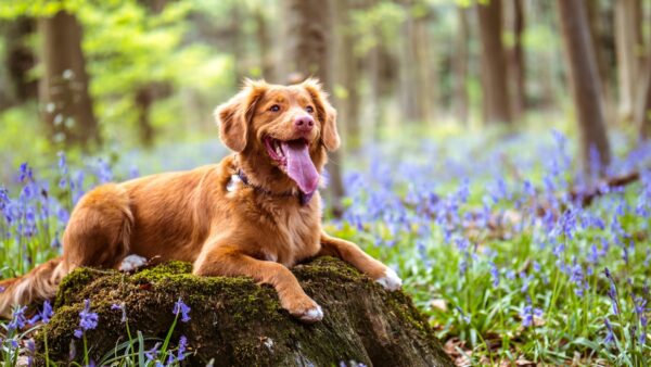 犬に健康をもたらす！必須脂肪酸オメガ3（DHA・EPA）とオメガ6