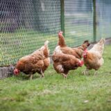 プロテインにおけるドライドッグフード製造のトレンド５選