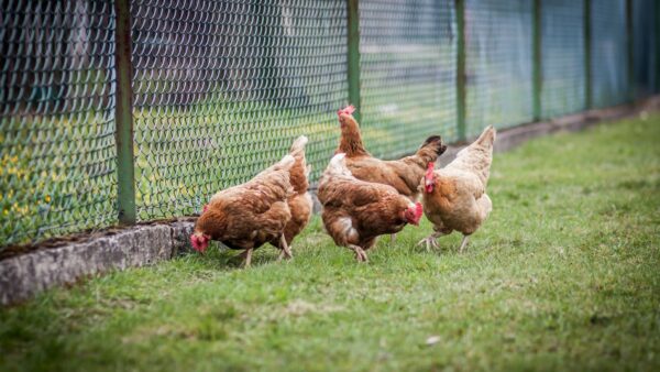 プロテインにおけるドライドッグフード製造のトレンド５選