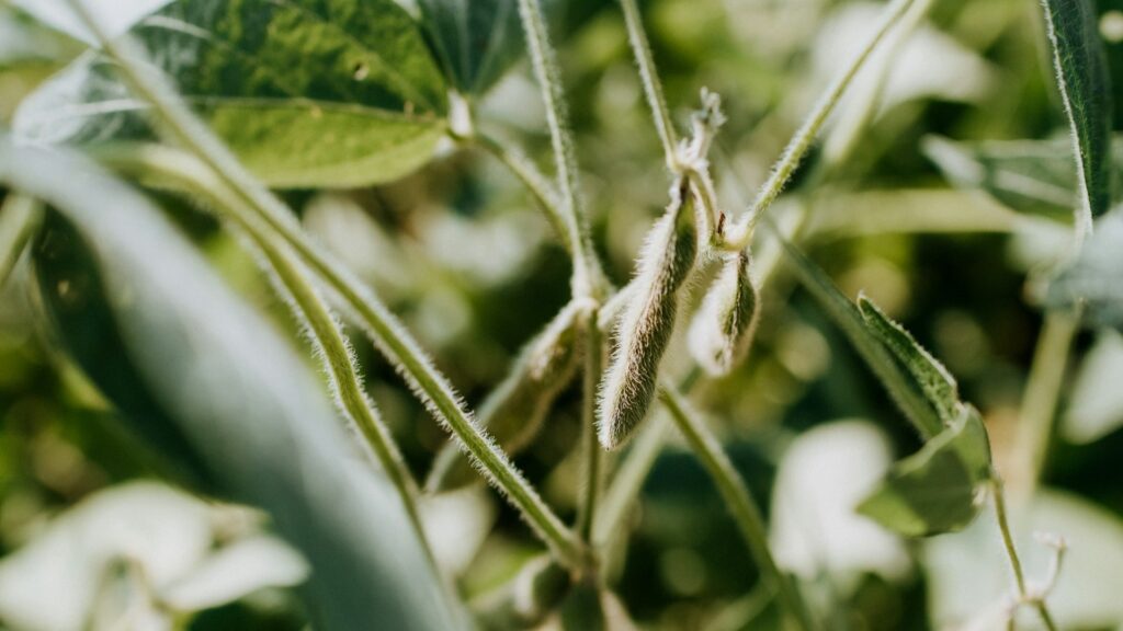 豆類を使ったOEM製造 in タイ