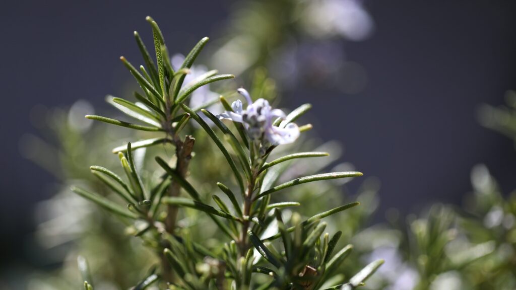 ローズマリーがもたらす恩恵