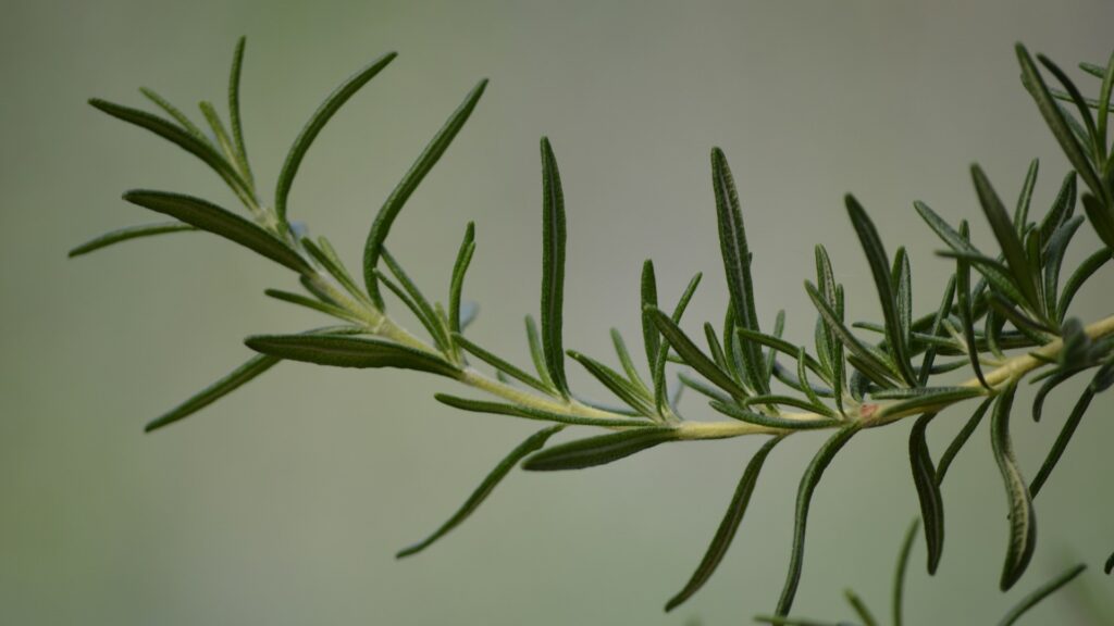 ローズマリーを使ったOEM製造 in タイ