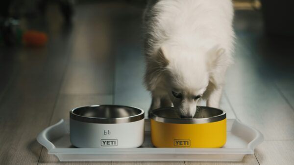 生肉、ミートミール？ドッグフードに最適なタンパク質