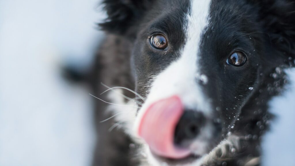 フリーズドライが持つ多くの長所