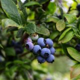 ドッグフード製造におすすめの原材料！ブルーベリーの長所