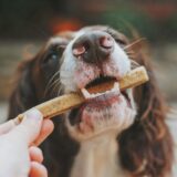 ペットフードの嗜好性を高めるパラタントとは