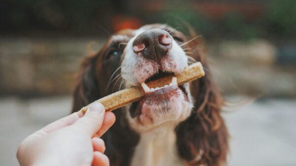 ペットフードの嗜好性を高めるパラタントとは