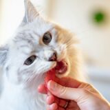 ペットフードのテクスチャ【嗜好性】を高める５つの要素