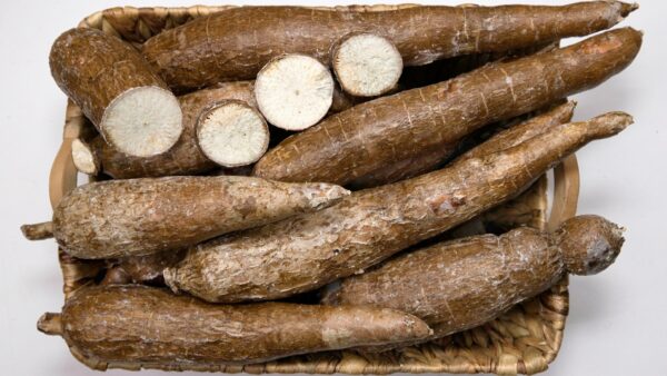 ドッグフード製造におすすめの原材料！キャッサバとは