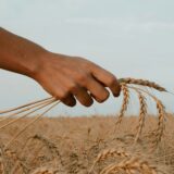 アレルギー対策だけじゃない！穀物不使用ドッグフードの効果