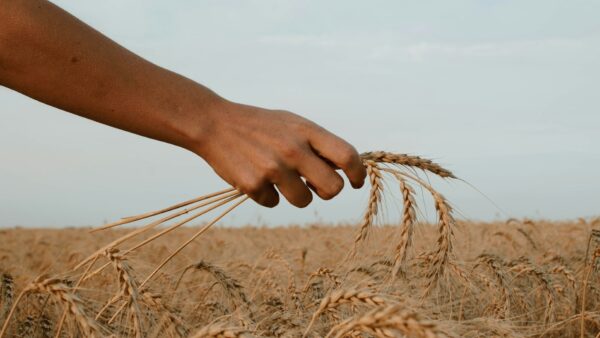 アレルギー対策だけじゃない！穀物不使用ドッグフードの効果