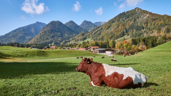 NZ産グラスフェッドビーフを使ったペットフードの利点