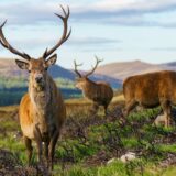 【徹底解説】NZ産エアドライ製法ドッグフードのOEM製造