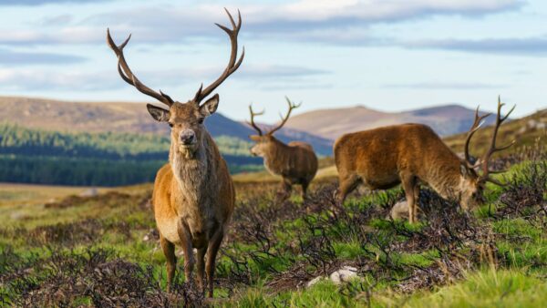 【徹底解説】NZ産エアドライ製法ドッグフードのOEM製造