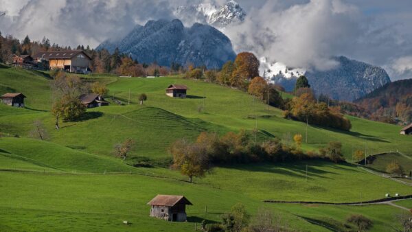 Safe, Reliable Pet Food Through New Zealand’s RMP System