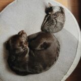 Probiotics for Supporting Gut Health in Dogs and Cats: Benefits and Side Effects