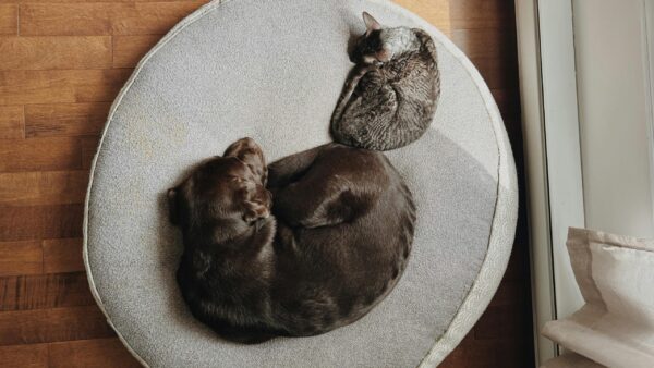 Probiotics for Supporting Gut Health in Dogs and Cats: Benefits and Side Effects