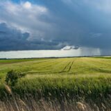 本当に不要？ペットフードに穀物が入っている理由