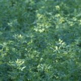 新奇植物性たんぱく質のアルファルファ濃縮プロテイン