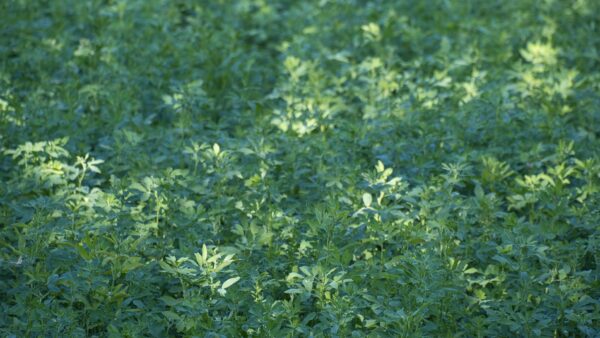 新奇植物性たんぱく質のアルファルファ濃縮プロテイン