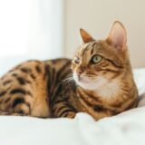 低GIペットフードとは？猫や犬の食事において重要な理由