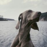 「健康特性」がもたらすドッグフードのプレミアム化