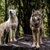 犬の皮膚と被毛の健康に最適な全体食（ホールプレイ）