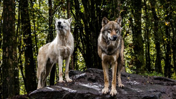 犬の皮膚と被毛の健康に最適な全体食（ホールプレイ）