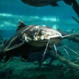 ナマズを使ったアレルギー対策ドッグフードの開発