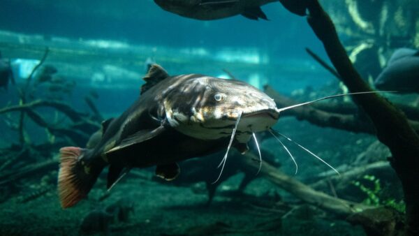 ナマズを使ったアレルギー対策ドッグフードの開発