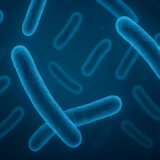 プロバイオティクスに代わる選択肢？ペットフード開発におけるポストバイオティクスの効果