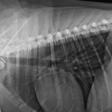 天然素材メチルスルフォニルメタン（MSM）が犬猫に与える効果