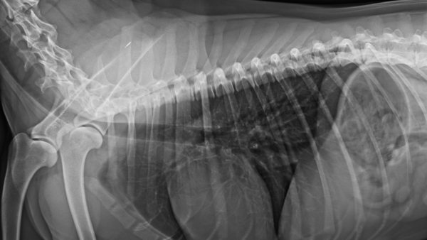 天然素材メチルスルフォニルメタン（MSM）が犬猫に与える効果