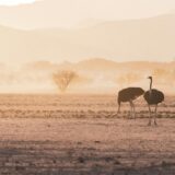 The Benefits and Competitive Advantages of OEM Dog Food Manufacturing in Australia