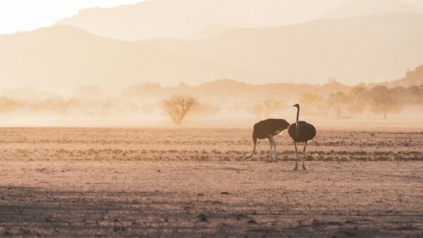 The Benefits and Competitive Advantages of OEM Dog Food Manufacturing in Australia