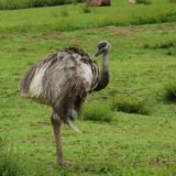 アレルギー対策に注目！犬におすすめのエミュー肉の効果