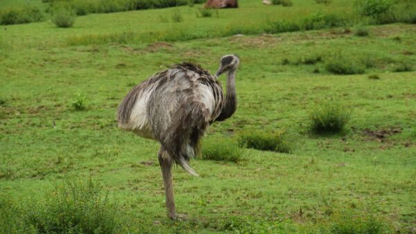 アレルギー対策に注目！犬におすすめのエミュー肉の効果