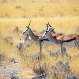 低アレルゲンとして注目！アフリカのゲームミート（ジビエ肉）