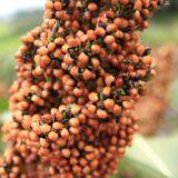 ドッグフード原料として注目されるソルガムの栄養と機能性