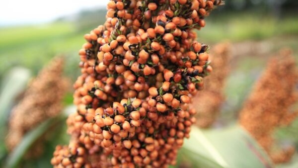 ドッグフード原料として注目されるソルガムの栄養と機能性