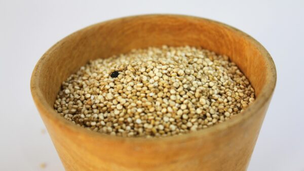 古代穀物のペットフードへの活用動向とメリット