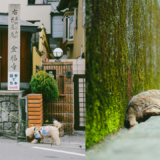 日本の犬猫向けペットフード市場の展望とトレンド分析